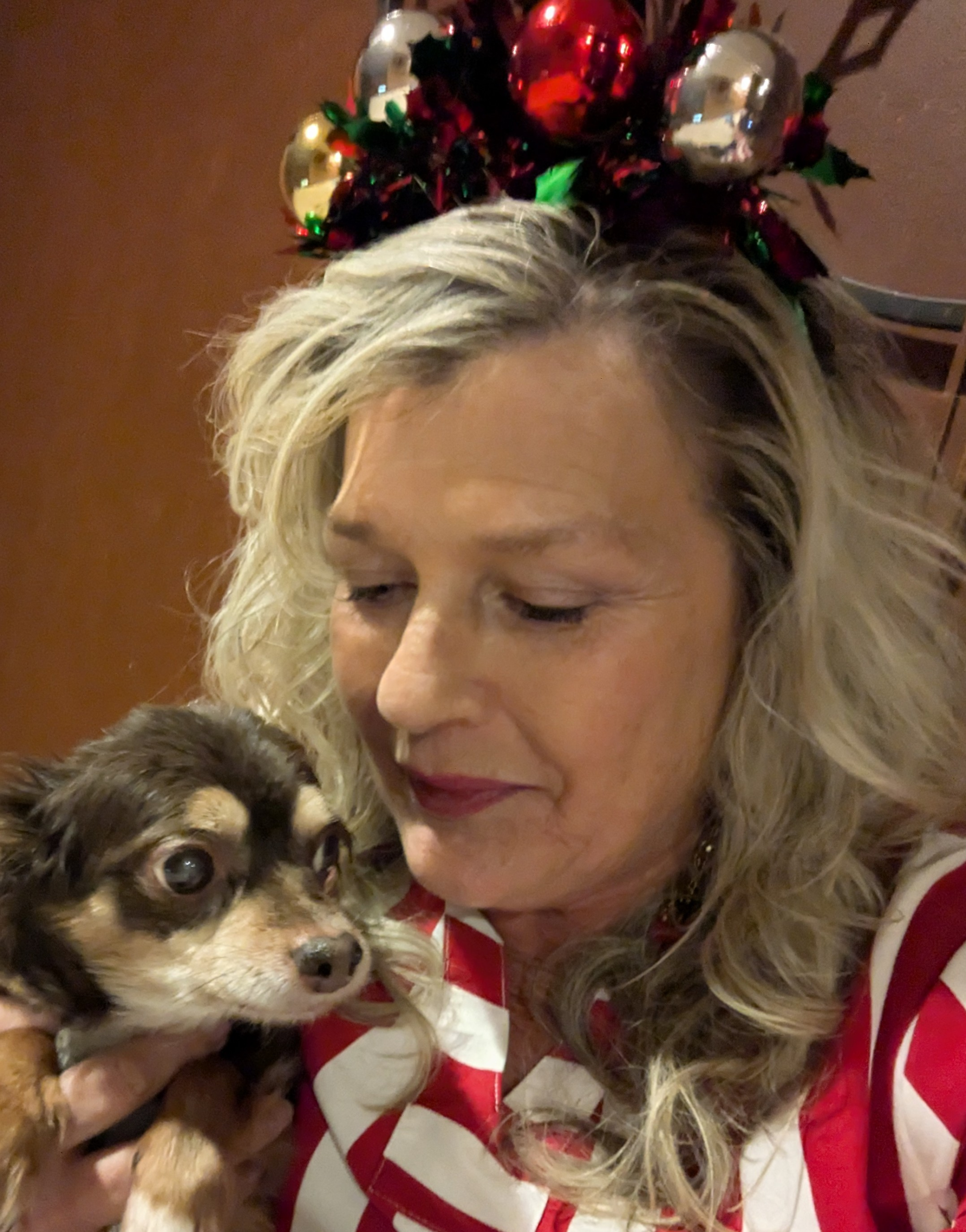 Cute chihuahua on a pink blanket